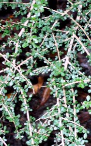 Phyllanthus microcladus Coffs Harbour