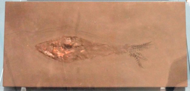 Phragmoteuthis sp., Holzmaden, Germany, Early Jurassic - Royal Ontario Museum - DSC09937