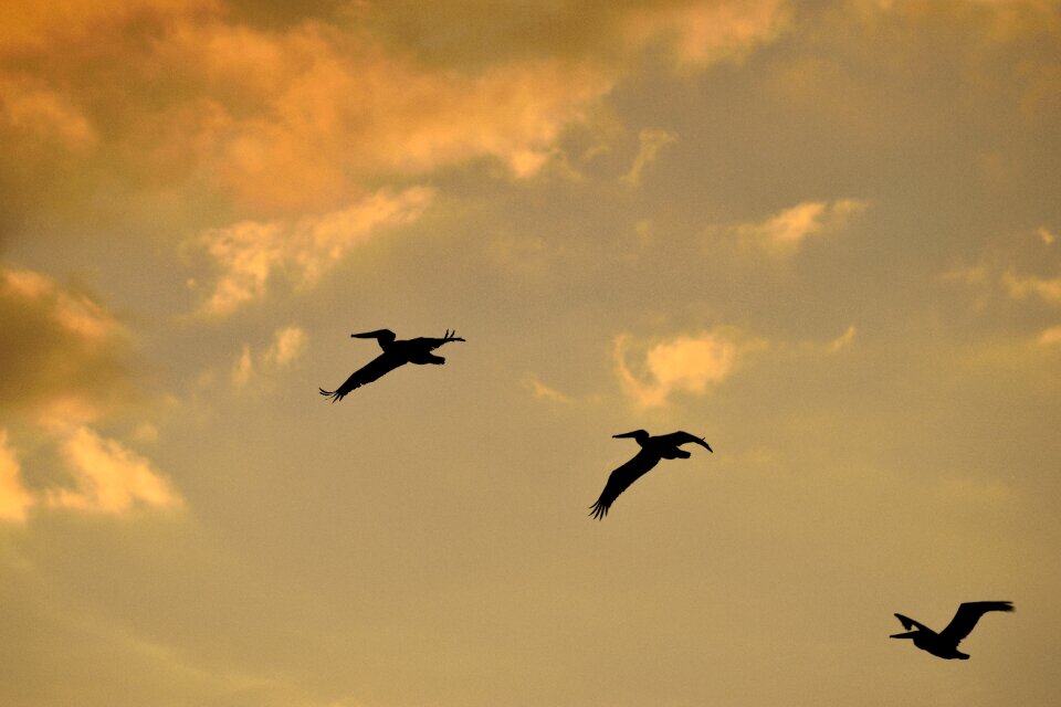 Avian pelicans flying sky