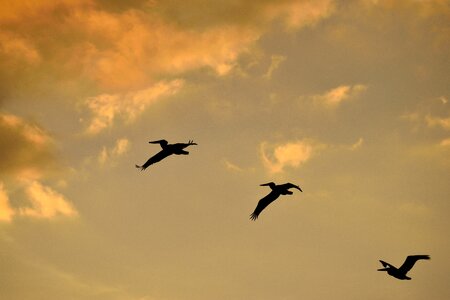 Avian pelicans flying sky
