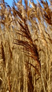 Phragmites australis 108881082
