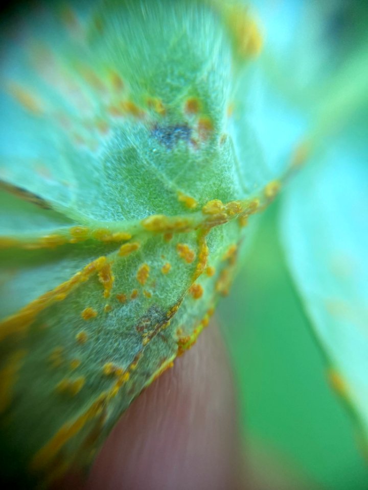 Phragmidium rubi-idaei 134310131