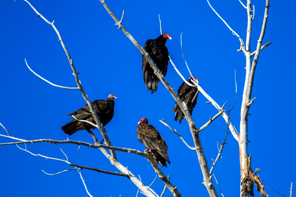 Bird vulture new world vultures