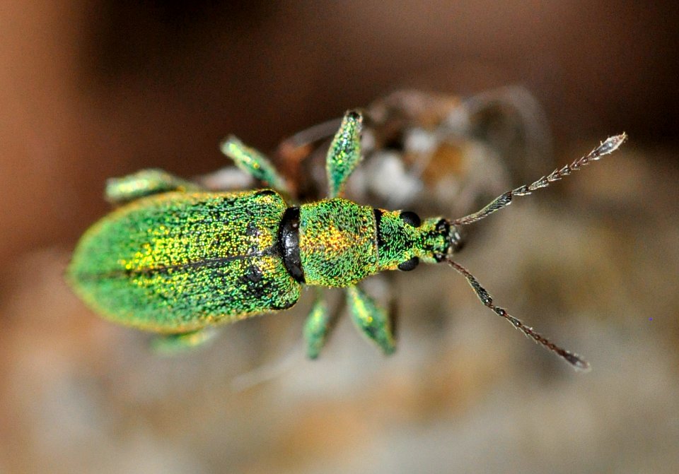 Phyllobius-arborator-06-fws