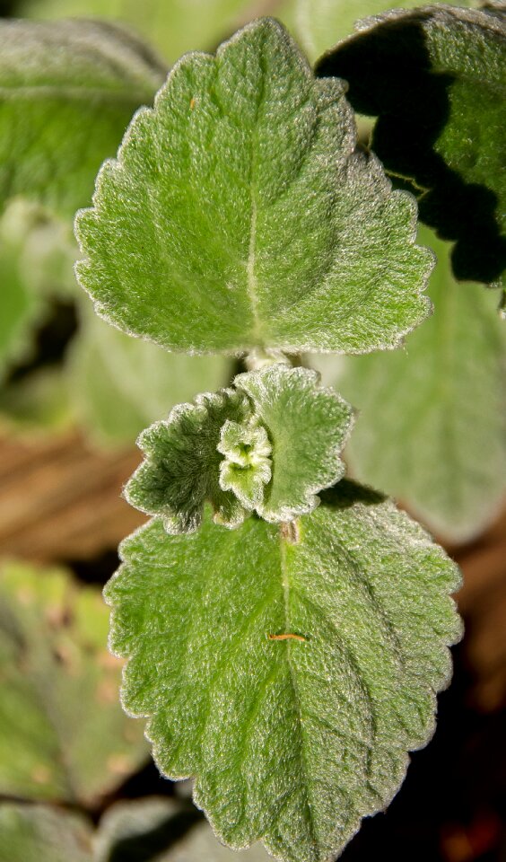 Soft australia native