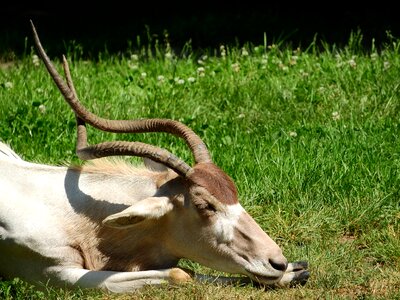 Long horns african animals african kopytník