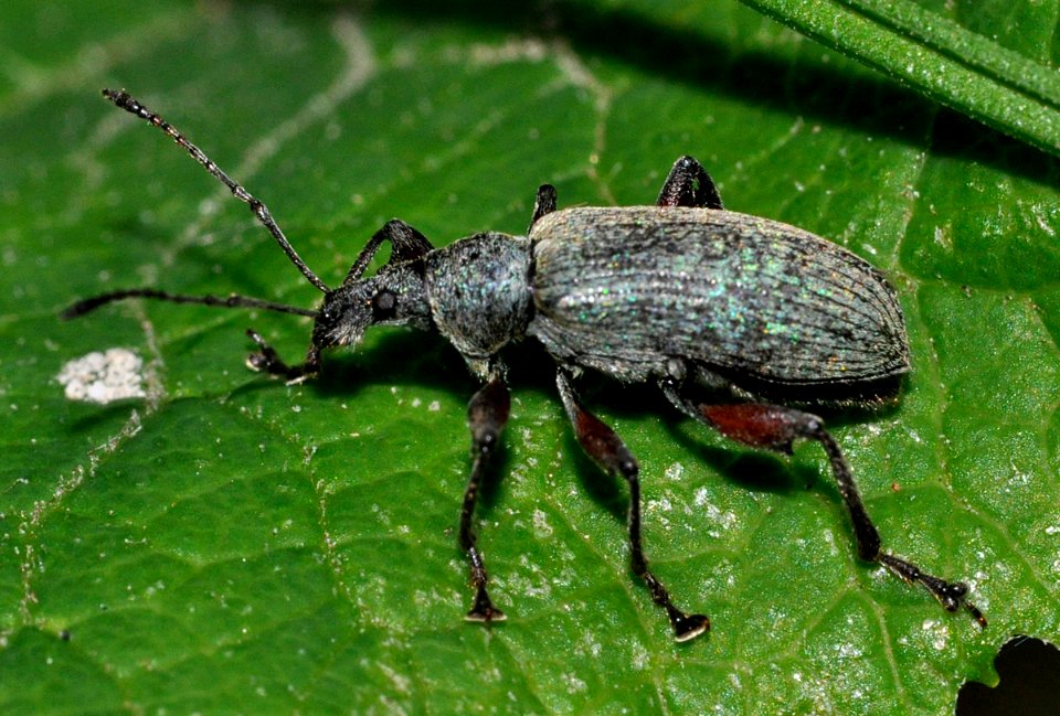 Phyllobius-glaucus-04-fws