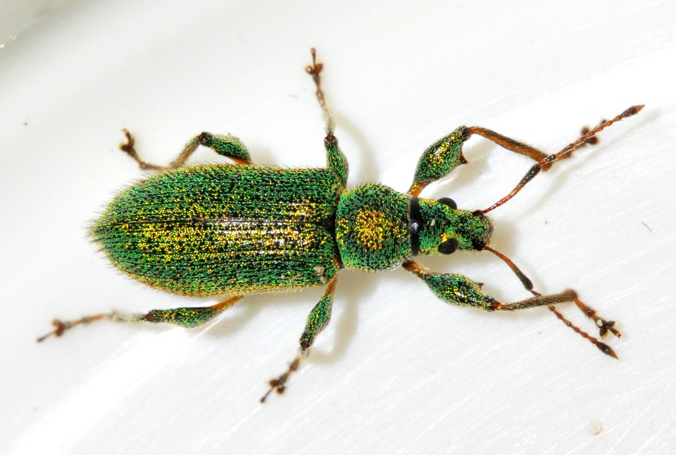Phyllobius-arborator-09-fws