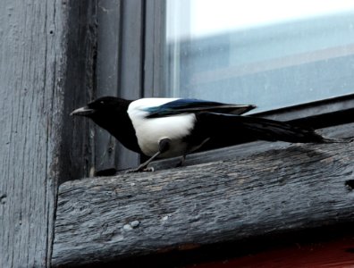 Pica pica Oulu 20140418 01