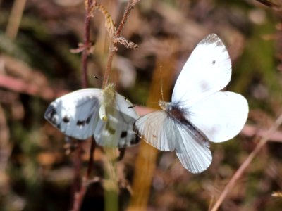 Pieris napi Haukipudas Oulu 20190804 02 photo