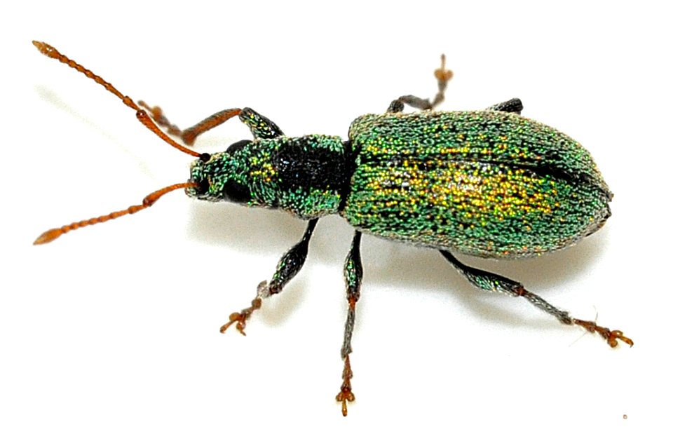Phyllobius-argentatus-08-fws