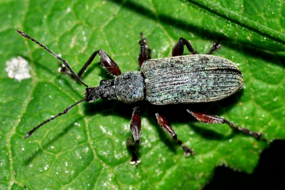 Phyllobius-glaucus-01-fws