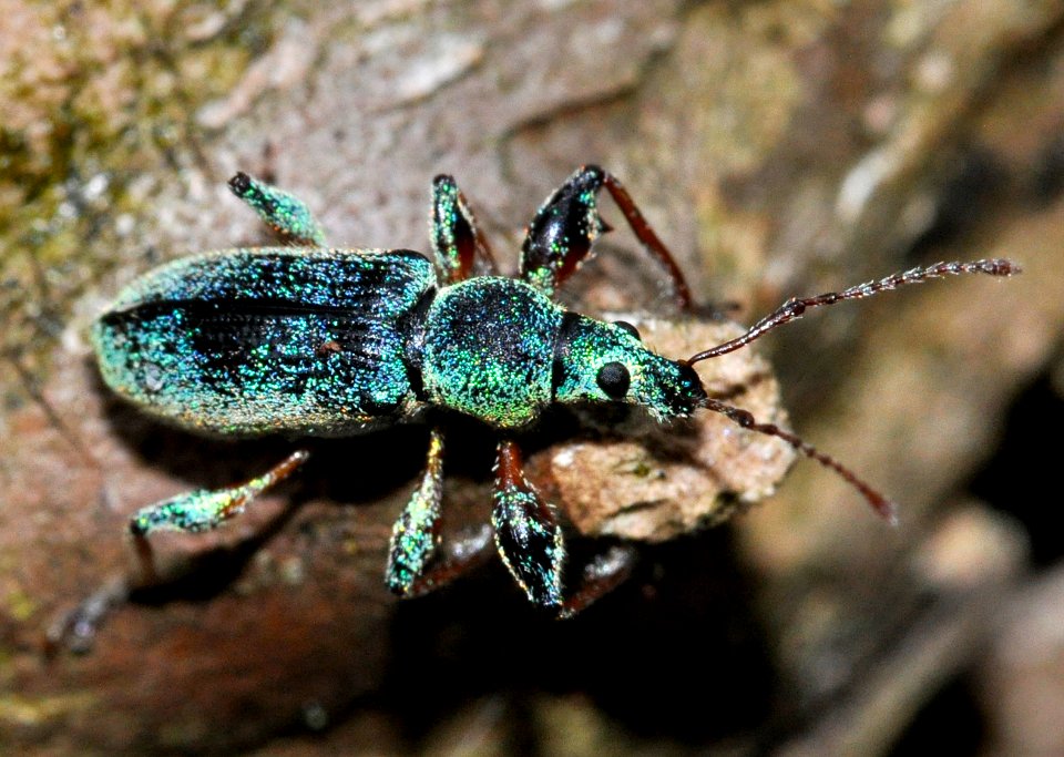 Phyllobius-arborator-16-fws