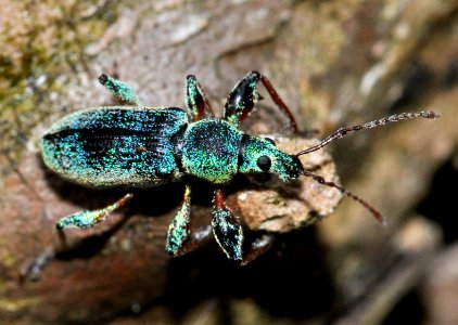 Phyllobius-arborator-16-fws