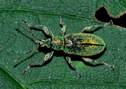 Phyllobius-arborator-04-fws