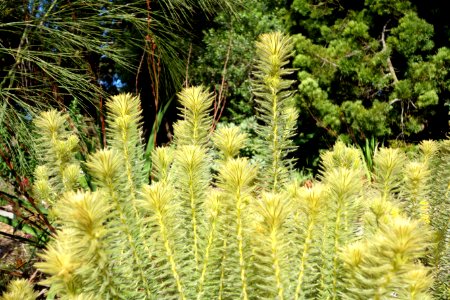 Phylica pubescens - San Francisco Botanical Garden - DSC09923