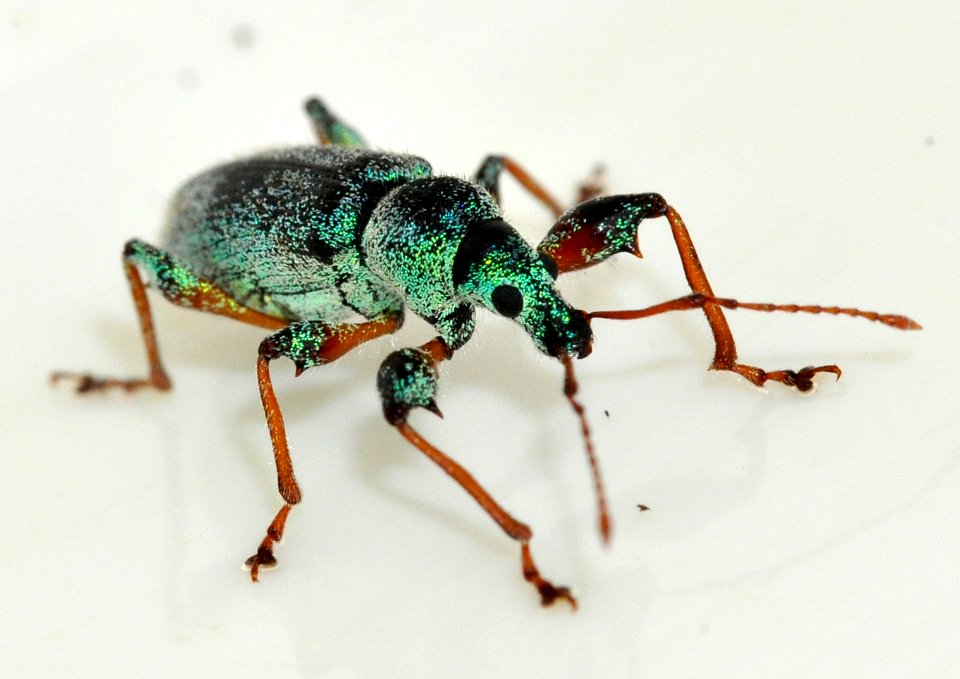 Phyllobius-arborator-13-fws
