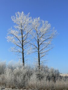 Nature snow white