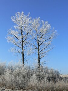 Nature snow white photo