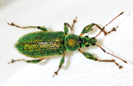 Phyllobius-arborator-10-fws