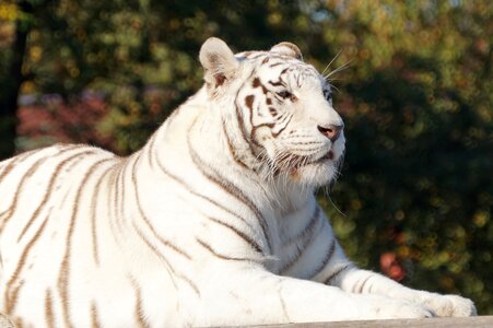Cat white tiger safari photo