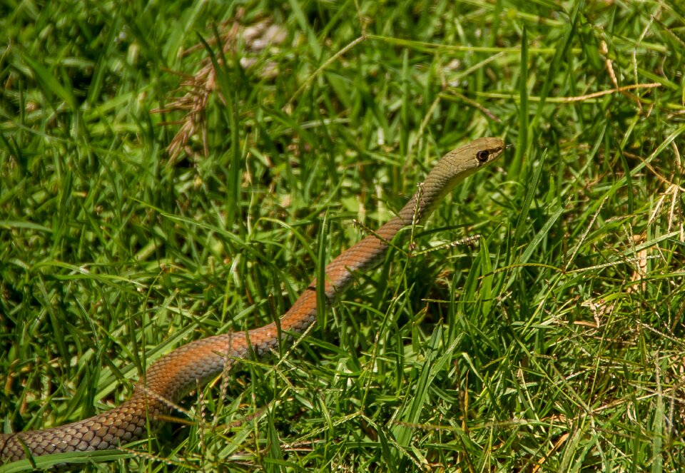 Moving brown snake in the grass