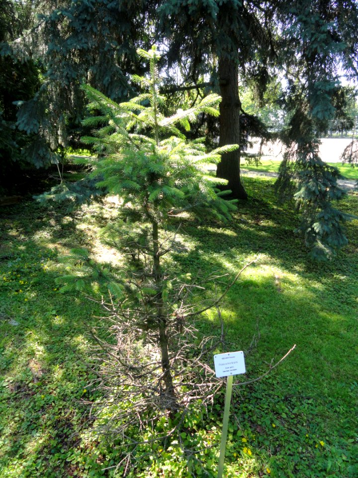 Picea schrenkiana - Botanical Garden in Kaisaniemi, Helsinki - DSC03468