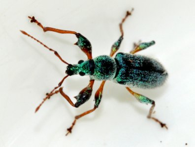 Phyllobius-arborator-15-fws