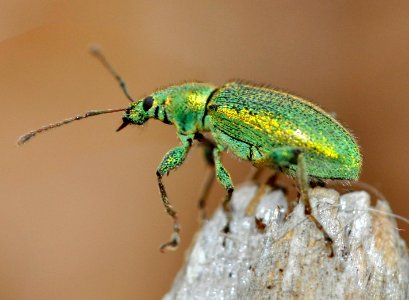 Phyllobius-arborator-07-fws