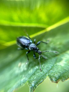Phyllobius pomaceus 80844530