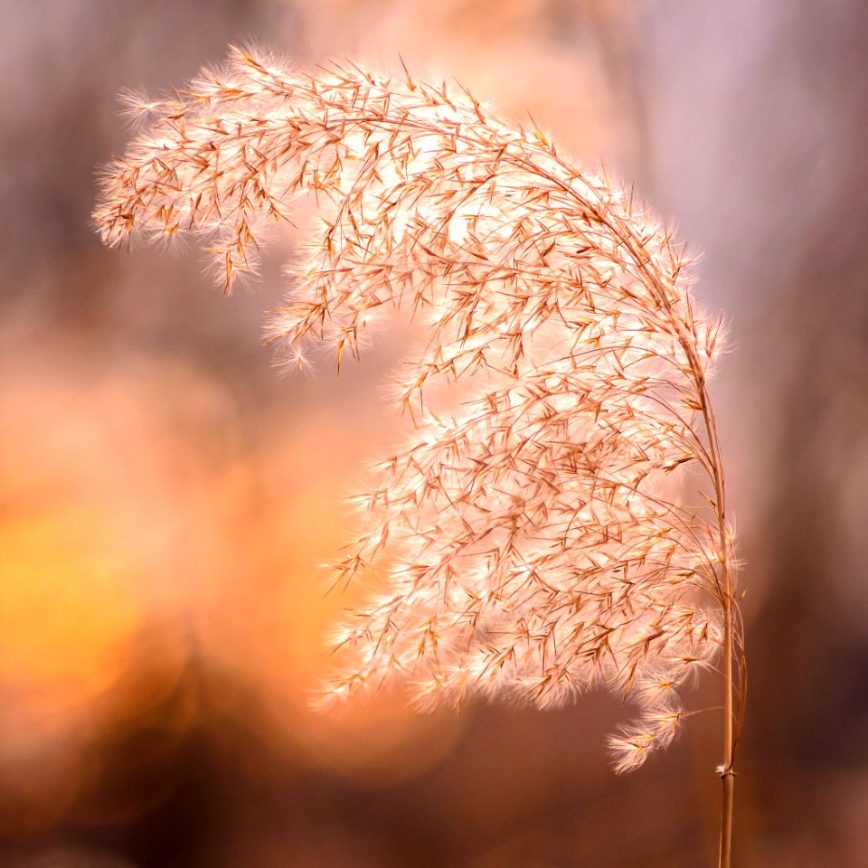Phragmites Australis (240719361)