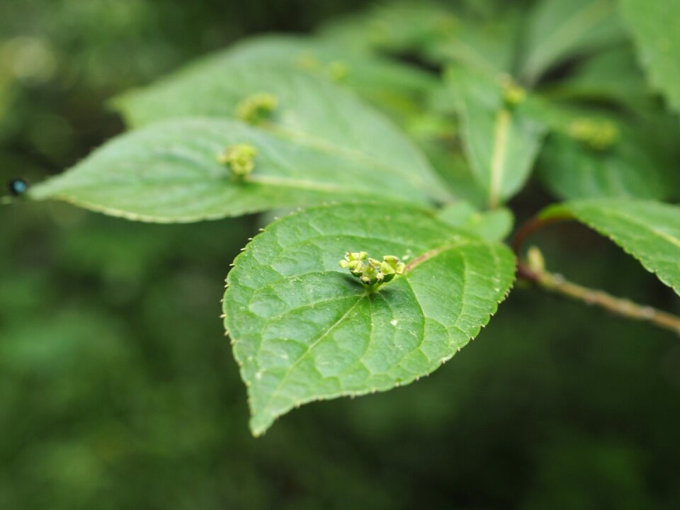 花筏 european technologies by the community green