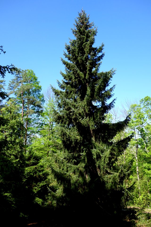 Picea omorika 'Expansa' - Stanley M. Rowe Arboretum - DSC03308