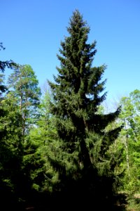 Picea omorika 'Expansa' - Stanley M. Rowe Arboretum - DSC03308