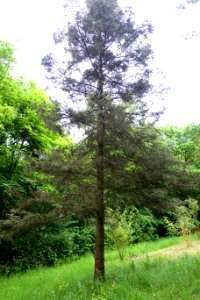 Picea likiangensis - RHS Garden Harlow Carr - North Yorkshire, England - DSC01416