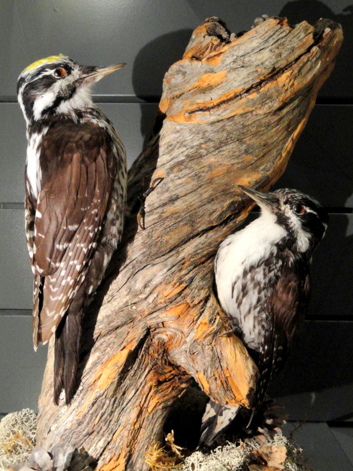 Picoides tridactylus - Finnish Museum of Natural History - DSC04614
