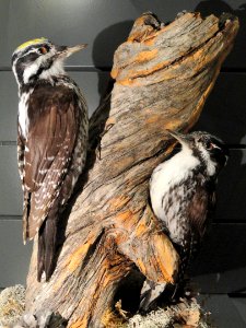 Picoides tridactylus - Finnish Museum of Natural History - DSC04614