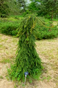 Picea koyamae pendulous - Hillier Gardens - Romsey, Hampshire, England - DSC04377