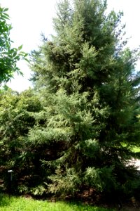 Picea mariana - Stanley M. Rowe Arboretum - DSC03478