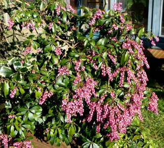 Pieris japonica - Lavendelheide