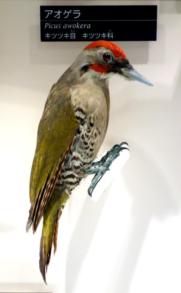 Picus awokera - National Museum of Nature and Science, Tokyo - DSC07070