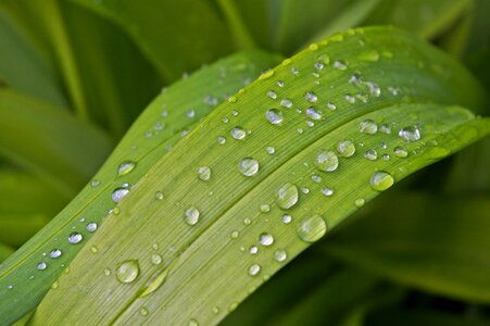Wet rain flower