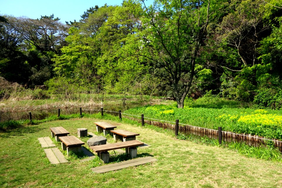 Picnic area - Institute for Nature Study, Tokyo - DSC02135