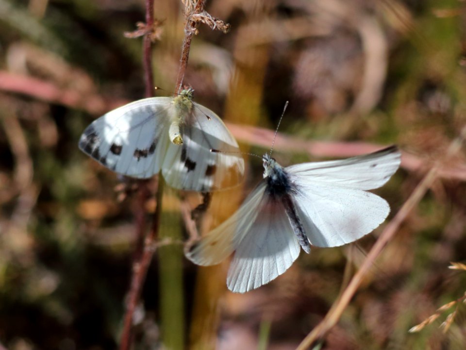 Pieris napi Haukipudas Oulu 20190804 01