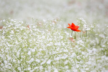 White garden red