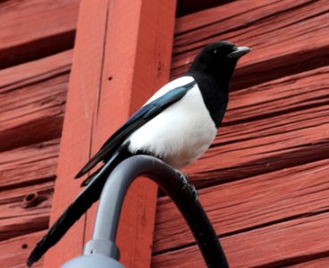 Pica pica Oulu 20140418 02
