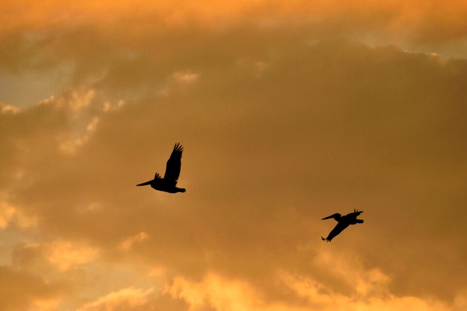 Avian pelicans flying sky