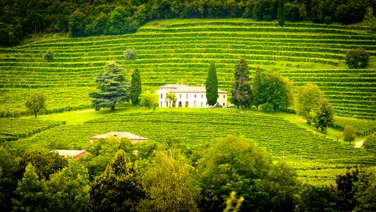 Vineyard landscape green