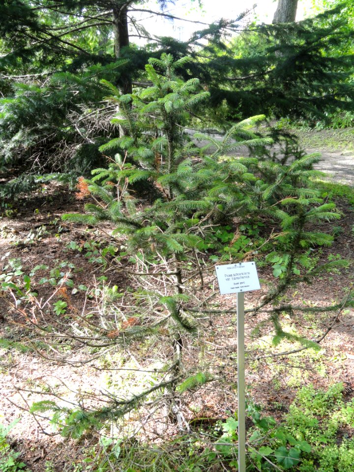 Picea schrenkiana subsp. tianschanica - Botanical Garden in Kaisaniemi, Helsinki - DSC03753