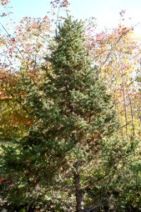 Picea asperata - Quarryhill Botanical Garden - DSC03606